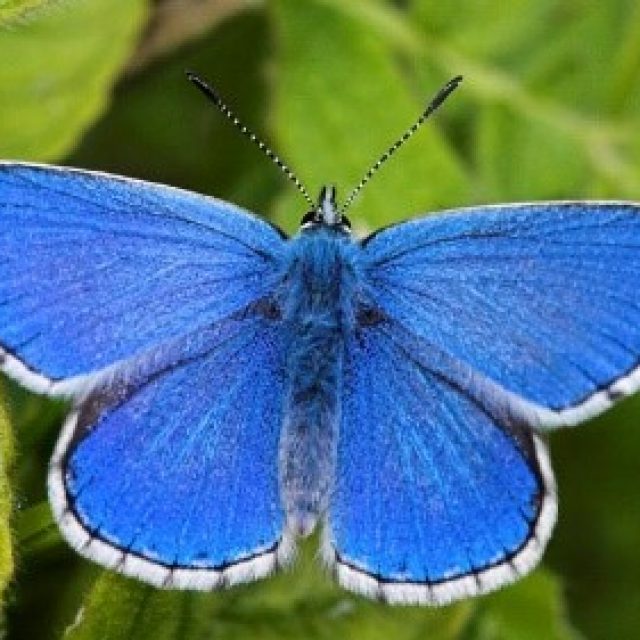image of Adonis Blue