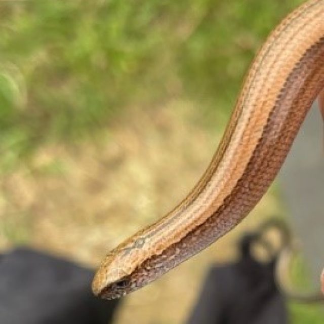 Image of little slow worm