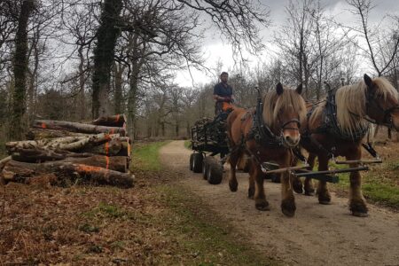Two horses pulling a cart in a forest, carrying wood, part of Chase & Chalke Memories Captured project.