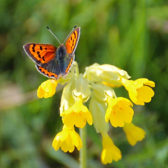 small copper butterfly on a cowslip