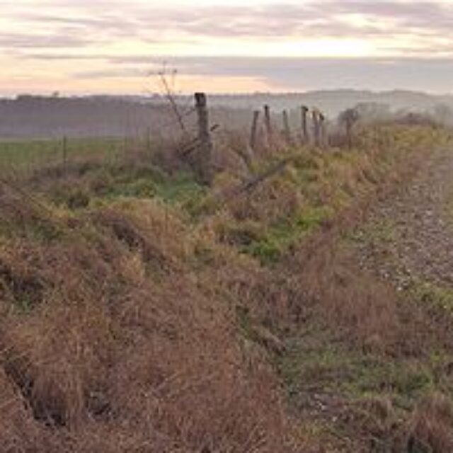 dorset curcus