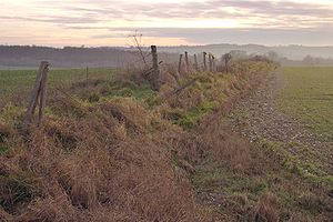 dorset curcus
